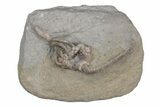 Fossil Crinoid (Macrocrinus) - Crawfordsville, Indiana #216122-1